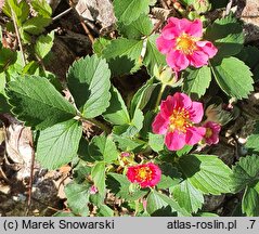 Fragaria Pink Panda