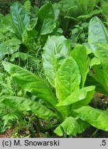Lysichiton americanus (tulejnik amerykański)