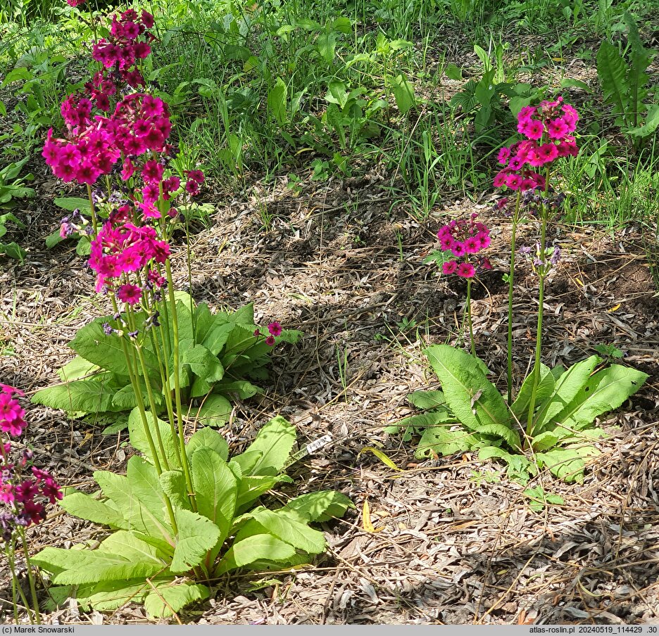 Primula japonica (pierwiosnek japoński)