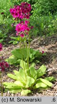 Primula japonica (pierwiosnek japoński)