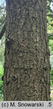 Pinus ×schwerinii (sosna Schwerina)
