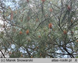 Pinus ×schwerinii (sosna Schwerina)