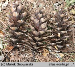 Pinus ×schwerinii (sosna Schwerina)