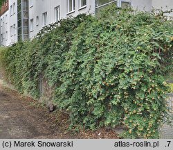 Lonicera japonica (wiciokrzew japoński)