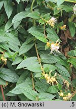 Lonicera japonica (wiciokrzew japoński)