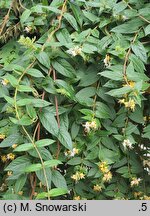Lonicera japonica (wiciokrzew japoński)