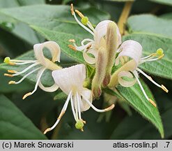 Lonicera japonica (wiciokrzew japoński)