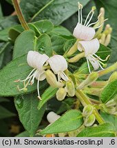 Lonicera japonica (wiciokrzew japoński)