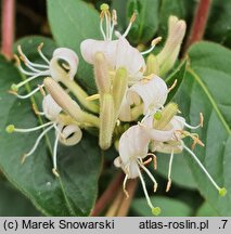 Lonicera japonica (wiciokrzew japoński)