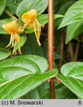 Lonicera japonica (wiciokrzew japoński)