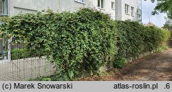 Lonicera japonica (wiciokrzew japoński)