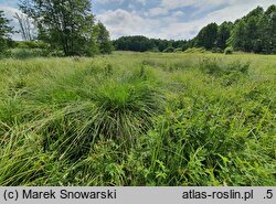 Carex paniculata (turzyca prosowa)