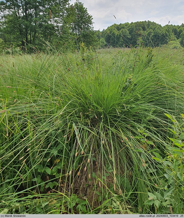 Carex paniculata (turzyca prosowa)