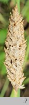 Carex paniculata (turzyca prosowa)