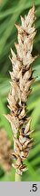 Carex paniculata (turzyca prosowa)