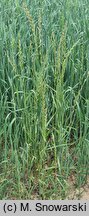 Lolium multiflorum (życica wielokwiatowa)