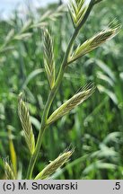 Lolium multiflorum (życica wielokwiatowa)