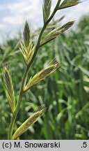 Lolium multiflorum (życica wielokwiatowa)