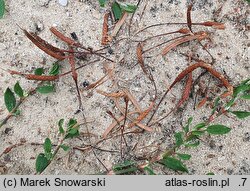 Myosurus minimus (mysiurek drobny)