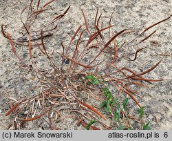 Myosurus minimus (mysiurek drobny)