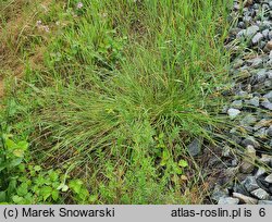 Carex spicata (turzyca ściśniona)