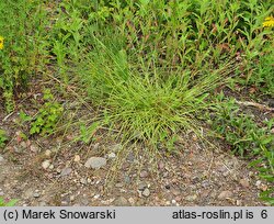 Carex spicata (turzyca ściśniona)