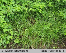 Carex cuprina (turzyca nibylisia)