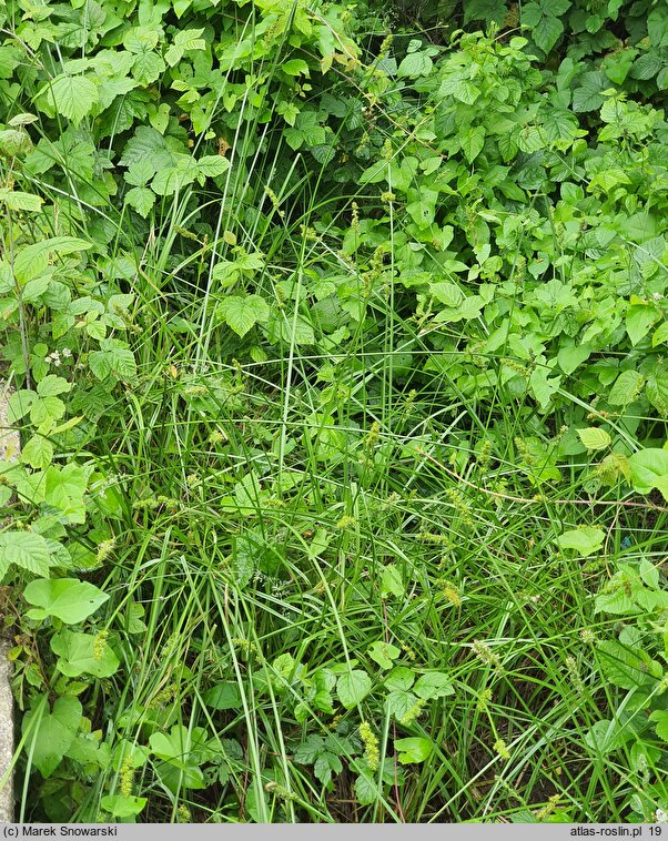 Carex cuprina (turzyca nibylisia)