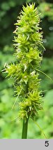 Carex cuprina (turzyca nibylisia)
