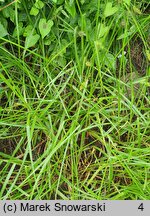 Carex cuprina (turzyca nibylisia)