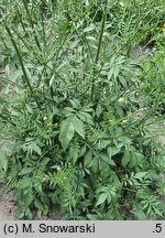 Cephalaria gigantea (głowaczek olbrzymi)