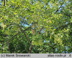 Acer negundo (klon jesionolistny)