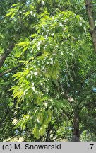 Acer negundo (klon jesionolistny)