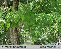 Acer negundo (klon jesionolistny)