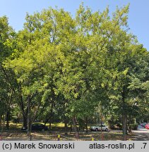 Acer negundo (klon jesionolistny)