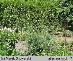 Cephalaria gigantea (głowaczek olbrzymi)