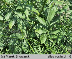 Cephalaria gigantea (głowaczek olbrzymi)