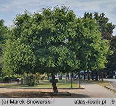 Koelreuteria paniculata (mydleniec wiechowaty)