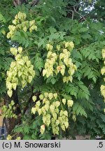 Koelreuteria paniculata (mydleniec wiechowaty)