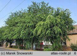 Celtis occidentalis (wiązowiec zachodni)