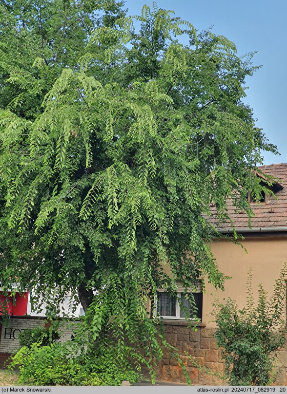 Celtis occidentalis (wiązowiec zachodni)