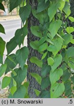Celtis occidentalis (wiązowiec zachodni)