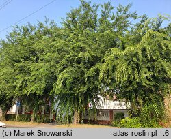 Celtis occidentalis (wiązowiec zachodni)
