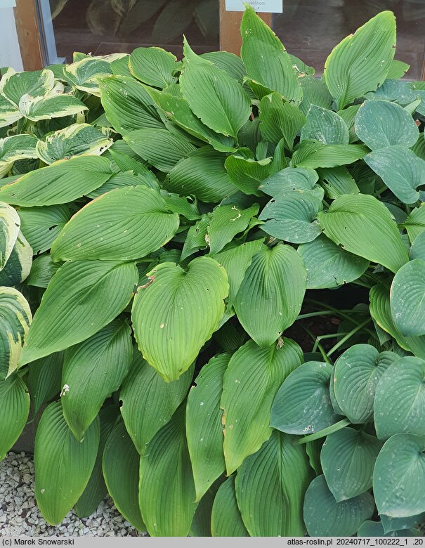 Hosta kikutii
