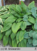 Hosta kikutii