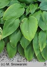Hosta kikutii