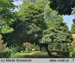 Acer platanoides Globosum