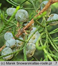 Juniperus chinensis (jałowiec chiński)