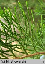 Juniperus chinensis (jałowiec chiński)