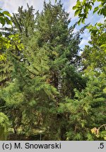 Juniperus chinensis (jałowiec chiński)